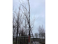 Eikenboom - vormboom - afbeelding 3 van  3