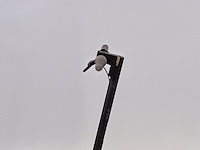 Elektrische step, ninebot - afbeelding 5 van  15