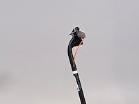 Elektrische step, ninebot - afbeelding 8 van  13