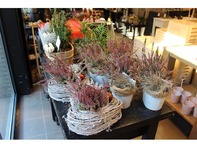 Elf heideplantjes op tafel in diverse uitvoeringen. - afbeelding 1 van  3