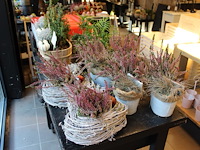 Elf heideplantjes op tafel in diverse uitvoeringen. - afbeelding 1 van  3