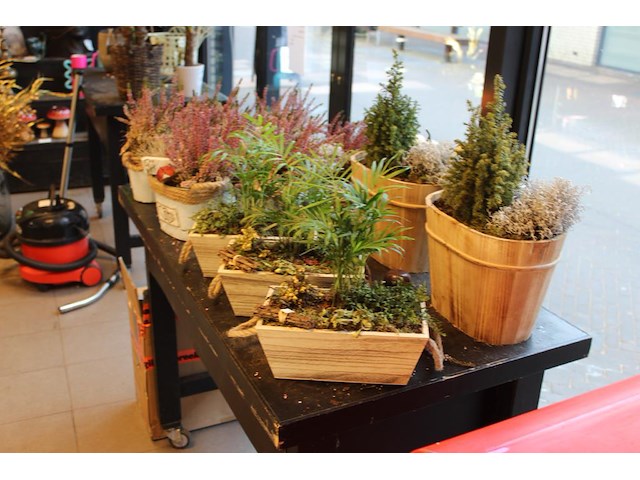 Elf heideplantjes op tafel in diverse uitvoeringen. - afbeelding 3 van  3