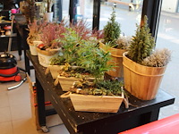 Elf heideplantjes op tafel in diverse uitvoeringen. - afbeelding 3 van  3