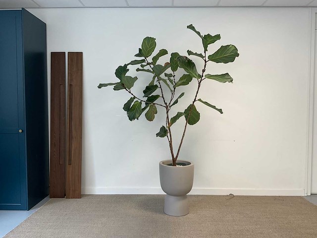 Elho plantenbak met plant - afbeelding 1 van  6