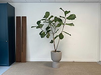 Elho plantenbak met plant - afbeelding 1 van  6