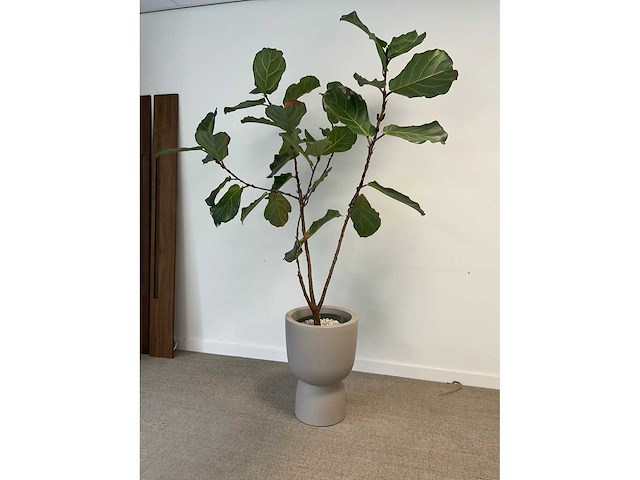 Elho plantenbak met plant - afbeelding 2 van  6