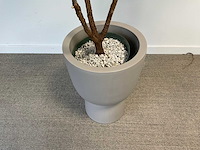 Elho plantenbak met plant - afbeelding 3 van  6