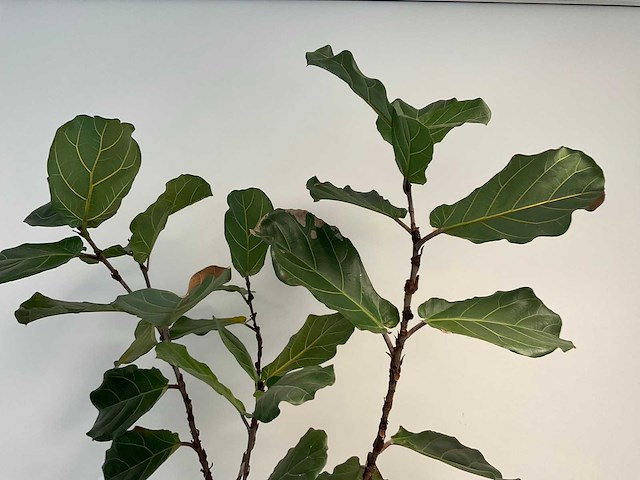Elho plantenbak met plant - afbeelding 5 van  6