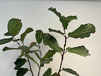 Elho plantenbak met plant - afbeelding 5 van  6