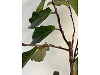 Elho plantenbak met plant - afbeelding 6 van  6