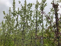 Elstar - vrucht- / fruitboom