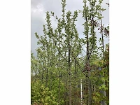 Elstar - vrucht- / fruitboom - afbeelding 1 van  3