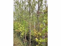 Elstar - vrucht- / fruitboom - afbeelding 1 van  3