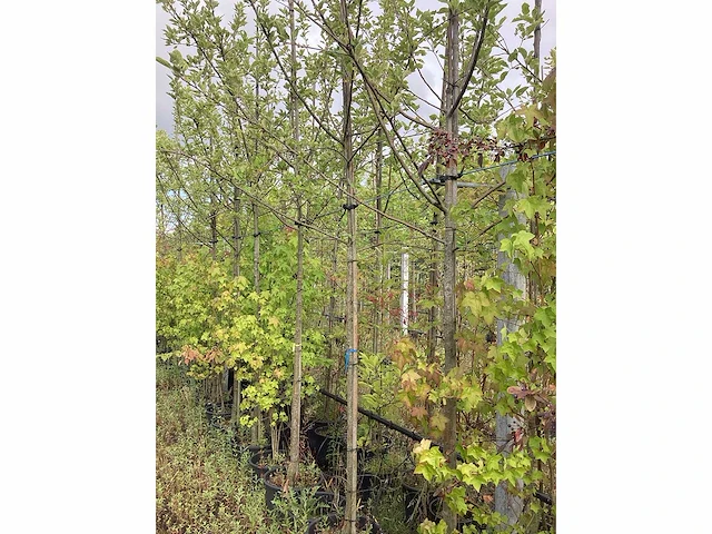 Elstar - vrucht- / fruitboom - afbeelding 3 van  3