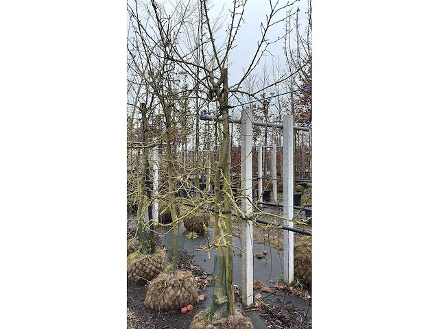 Elstar appel - vrucht- / fruitboom - afbeelding 2 van  4