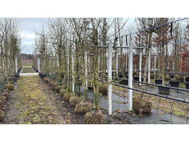 Elstar appel - vrucht- / fruitboom - afbeelding 1 van  4
