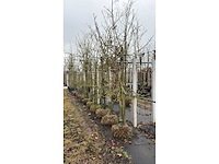 Elstar appel - vrucht- / fruitboom - afbeelding 3 van  4