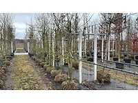Elstar appel - vrucht- / fruitboom - afbeelding 4 van  4