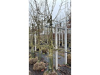 Elstar appel - vrucht- / fruitboom - afbeelding 1 van  4