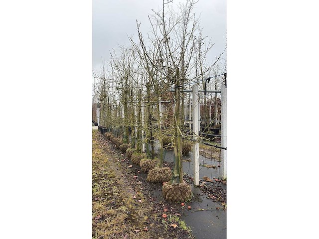 Elstar appel - vrucht- / fruitboom - afbeelding 3 van  4