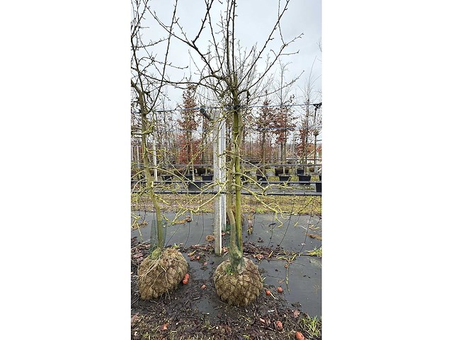 Elstar appel - vrucht- / fruitboom - afbeelding 2 van  4
