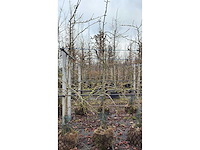 Elstar appel - vrucht- / fruitboom - afbeelding 2 van  3