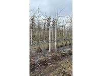 Elstar appel - vrucht- / fruitboom - afbeelding 1 van  3