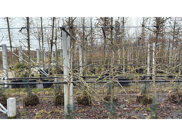 Elstar appel - vrucht- / fruitboom - afbeelding 1 van  2