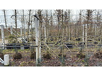 Elstar appel - vrucht- / fruitboom - afbeelding 1 van  2