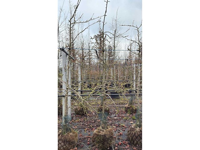 Elstar appel - vrucht- / fruitboom - afbeelding 3 van  3