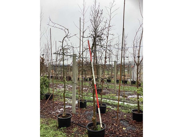 Elstar appelboom - vrucht- / fruitboom (2x) - afbeelding 2 van  3