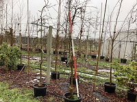 Elstar appelboom - vrucht- / fruitboom - afbeelding 1 van  3