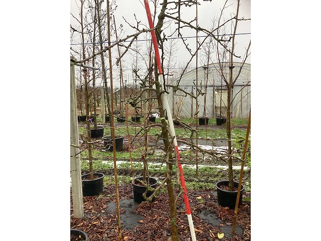 Elstar appelboom - vrucht- / fruitboom - afbeelding 3 van  3
