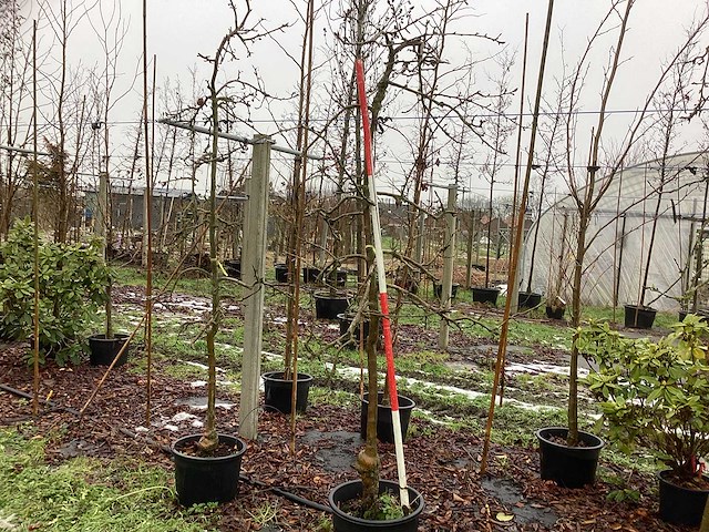 Elstar appelboom - vrucht- / fruitboom - afbeelding 1 van  3