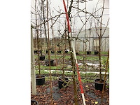Elstar appelboom - vrucht- / fruitboom - afbeelding 3 van  3