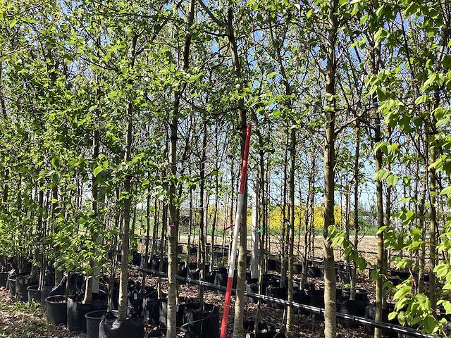 Elzenboom - park tree - afbeelding 1 van  3
