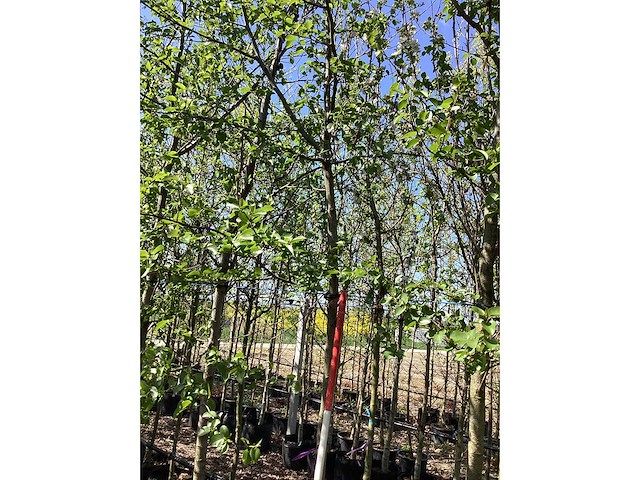 Elzenboom - park tree - afbeelding 2 van  3