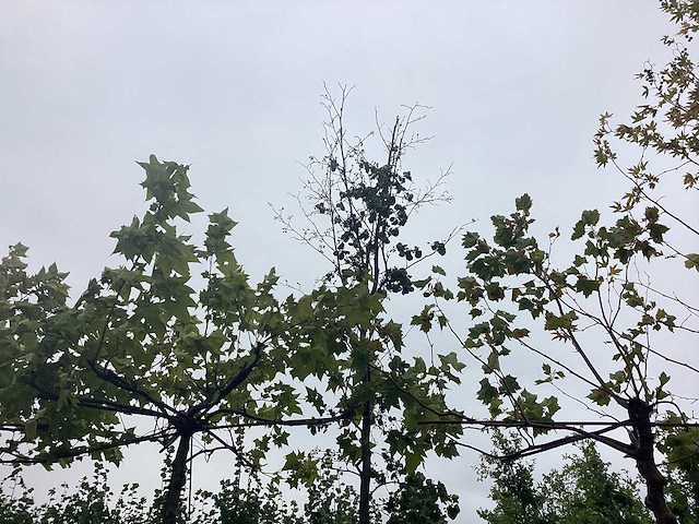 Elzenboom - parkboom - afbeelding 1 van  2