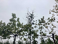 Elzenboom - parkboom - afbeelding 1 van  2