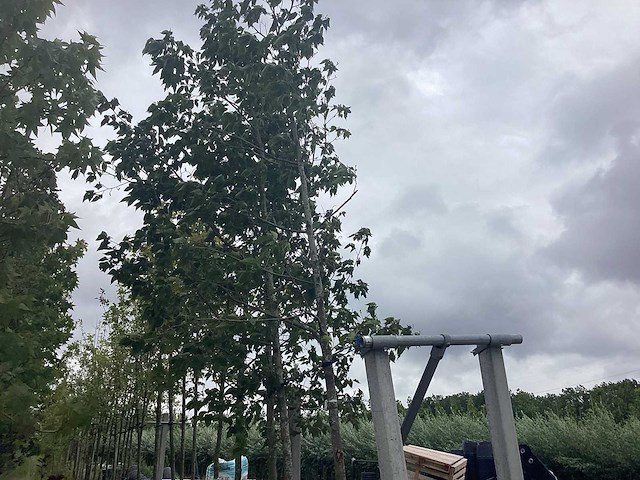 Elzenboom - parkboom - afbeelding 1 van  2