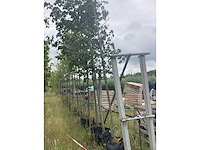 Elzenboom - parkboom - afbeelding 2 van  2