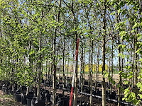 Elzenboom - sierboom (2x) - afbeelding 1 van  3