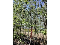 Elzenboom - sierboom (2x) - afbeelding 2 van  3