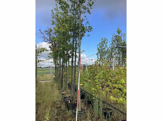 Elzenboom - sierboom - afbeelding 1 van  2