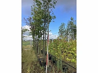 Elzenboom - sierboom - afbeelding 1 van  2