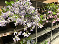 Emerald en silka partij zijde bloemen - afbeelding 12 van  12