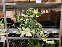 Emerald kunstbloemen - afbeelding 4 van  9