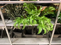 Emerald kunstbloemen - afbeelding 5 van  9