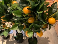 Emerald kunstbomen (10x) - afbeelding 3 van  6