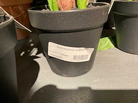 Emerald kunstplanten (18x) - afbeelding 4 van  7